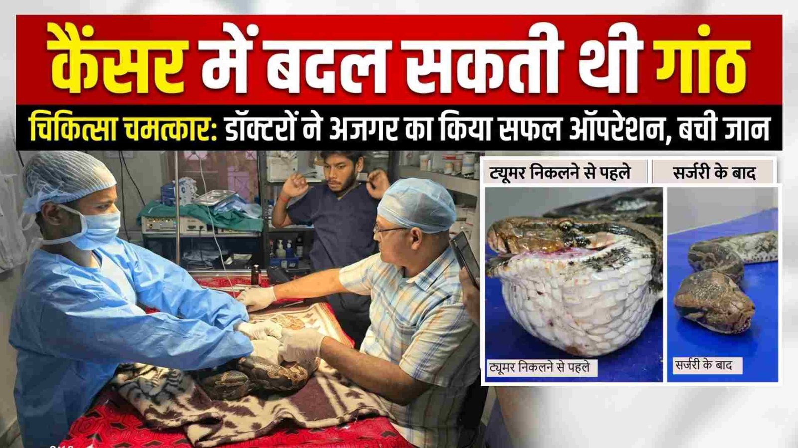 अजगर के मुंह से निकाला 200 ग्राम का ट्यूमर, अंबिकापुर से 250 KM दूर बिलासपुर लाकर बचाई जान, ड्रिप पर रखा गया