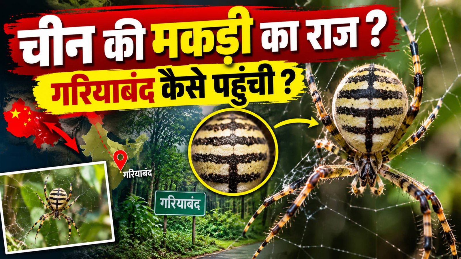 चीन की मकड़ी गरियाबंद तक कैसे पहुंची? : मकड़ी की शरीर पर काली धारियां, भारत में पहली बार रिकॉर्ड दर्ज; पहचान में लगे 30 दिन