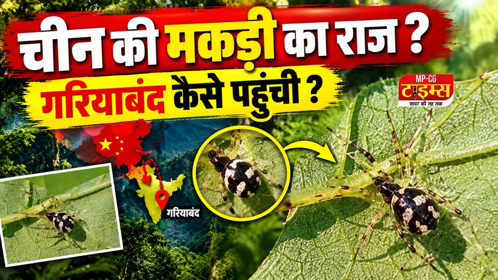चीन की मकड़ी गरियाबंद तक कैसे पहुंची? : मकड़ी के शरीर पर काली धारियां, भारत में पहली बार रिकॉर्ड दर्ज; पहचान में लगे 30 दिन
