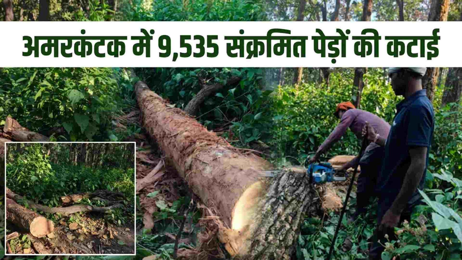 अमरकंटक में 60 हजार साल के पेड़ों पर संकट : साल बोरर कीट के प्रकोप के बाद 9,535 संक्रमित पेड़ों की कटाई शुरू; जानिए कहां भेजी जाएगी लकड़ियां